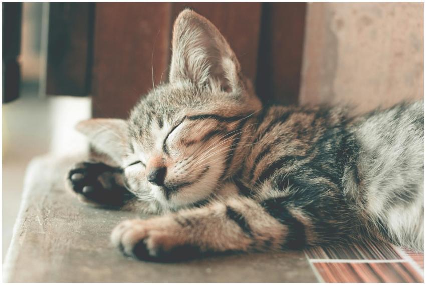 Close-up of a cute tabby kitten sleeping with soft