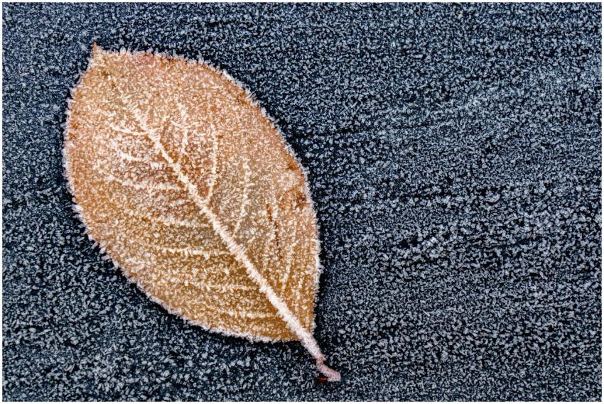 Close-up of a single frosted leaf lying on a frost