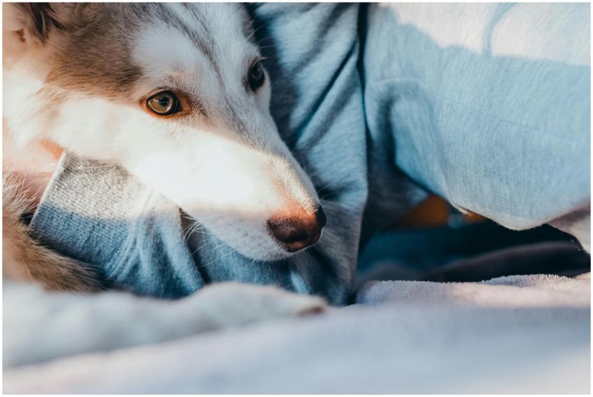 Close-up of a husky dog lounging in sunlight, show