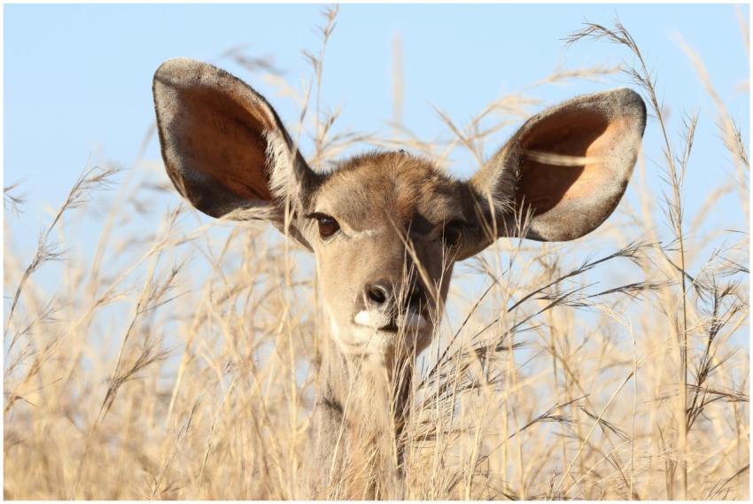 Close-up of a kudu antelope face among dry grass i