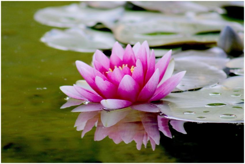 Close-up of a vibrant pink lotus flower reflecting