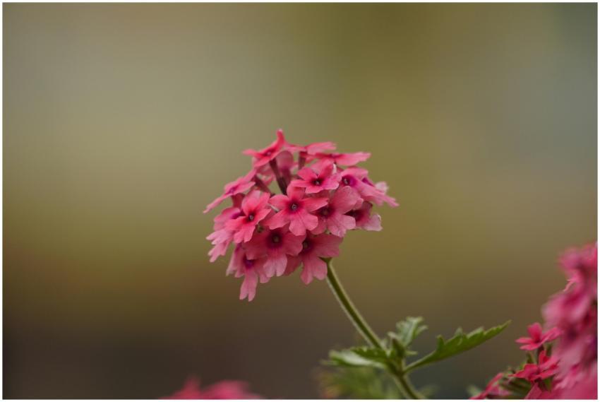 A detailed shot of pink verbena flowers showcasing