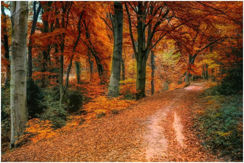 Stunning autumn scenery of a forest pathway with v