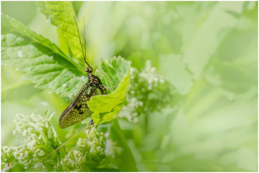 Macro shot of mayfly on vibrant green leaves, high