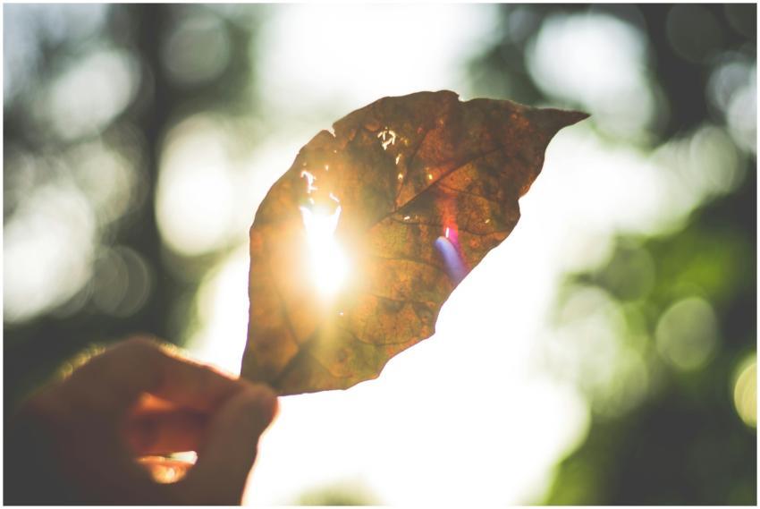 Sunlight beams through a dry leaf, creating a beau