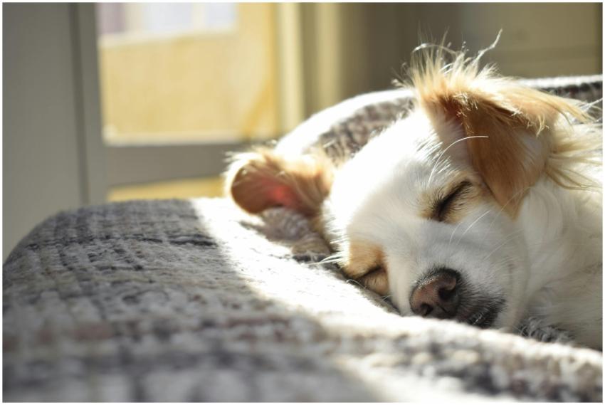 A cute puppy sleeping peacefully on a bed in a sun