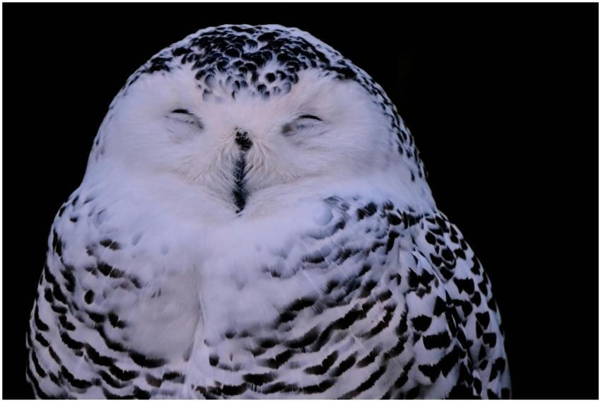 Serene snowy owl with closed eyes against a black