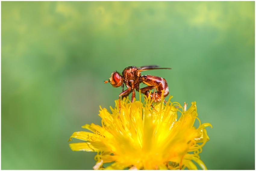 A vibrant macro image of a fly perched on a yellow