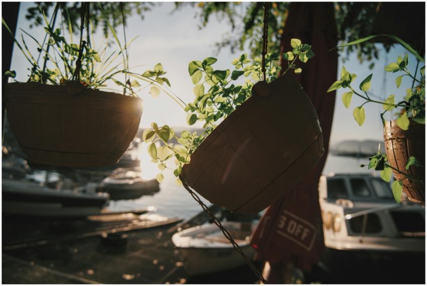 Sunlit Hanging Plants Overlooking