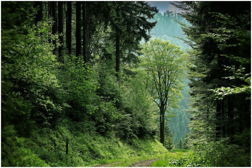 Enchanting forest pathway surrounded by vibrant gr