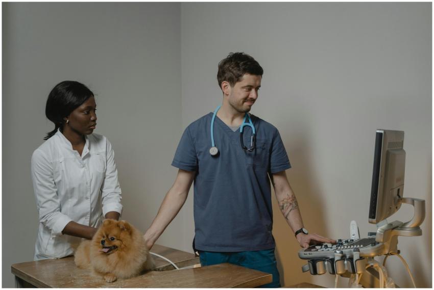 Veterinarian performs ultrasound check-up on dog w