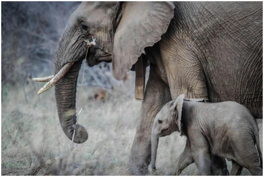 Close-up of African elephant mother and calf in th