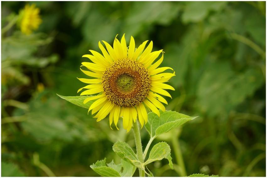 A vibrant sunflower stands tall in a lush green fi