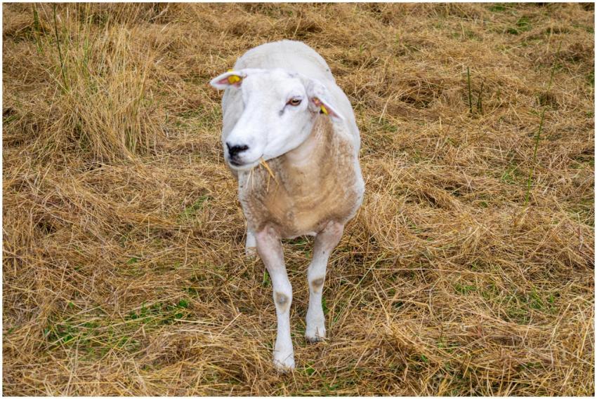 A lone sheep grazing in a dry, grassy field, captu