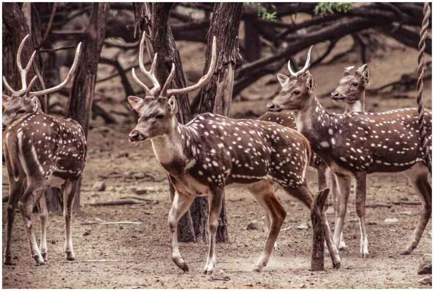A group of spotted deer with antlers, standing in