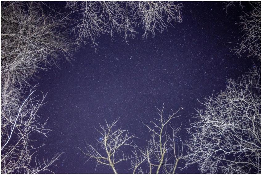 Stunning view of stars through bare tree branches