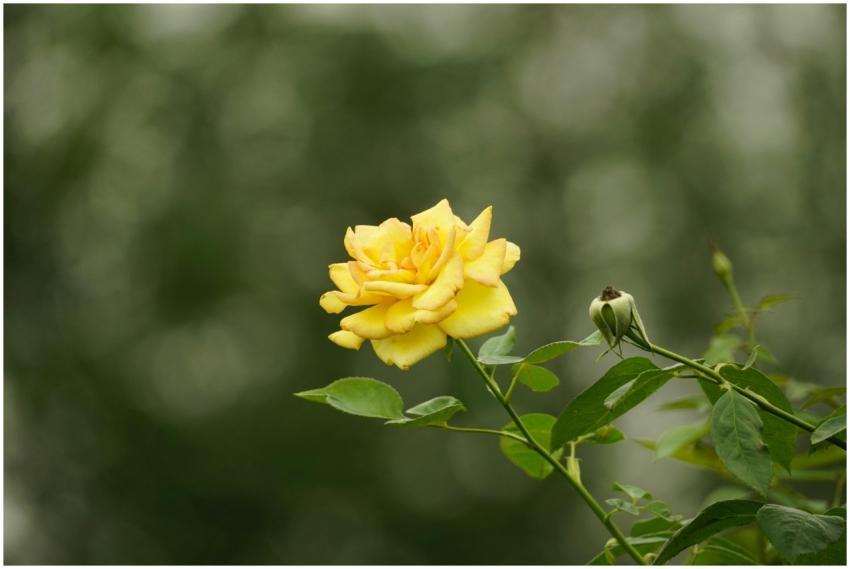 Close-up of a vibrant yellow rose in full bloom, s