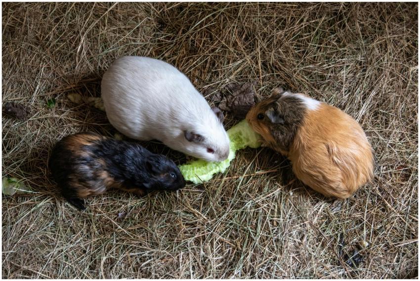 Three guinea pigs eat lettuce on straw bedding, sh