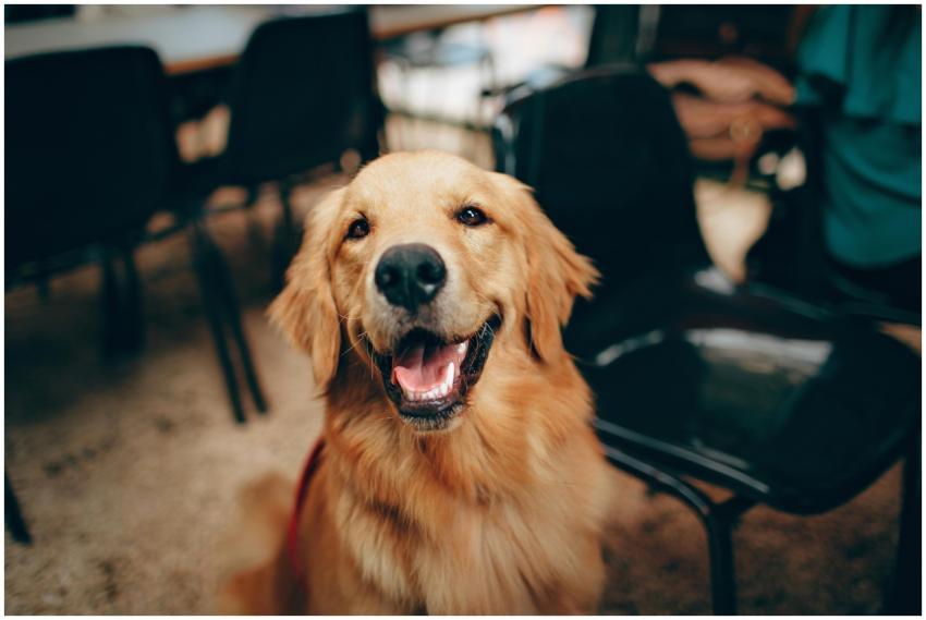 Charming golden retriever dog smiling indoors, sho