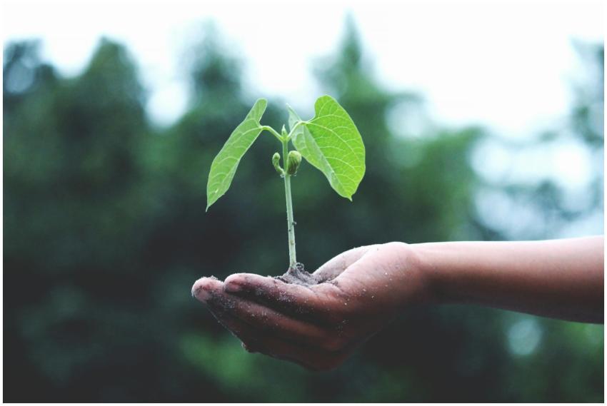 A young sapling held in hands symbolizes growth an
