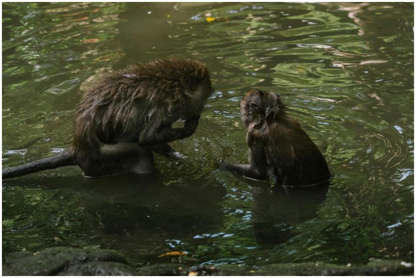 Two monkeys sitting in a calm pond surrounded by l