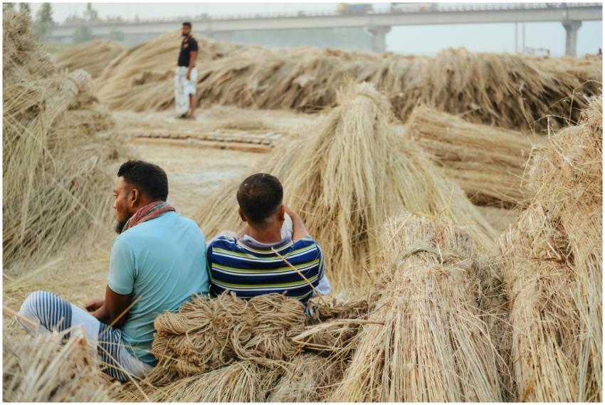 Free stock photo of agriculture, bangladesh, daily