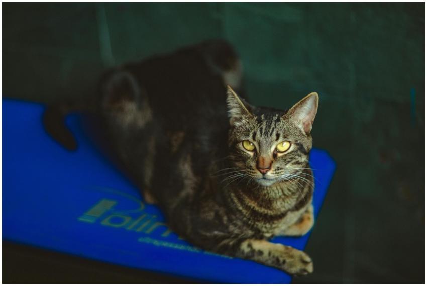 A tabby cat with striking eyes lying comfortably o
