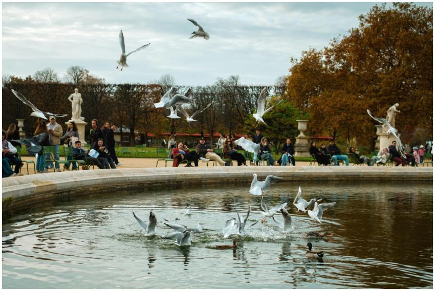 Seagulls fly over a pond in a bustling park, surro