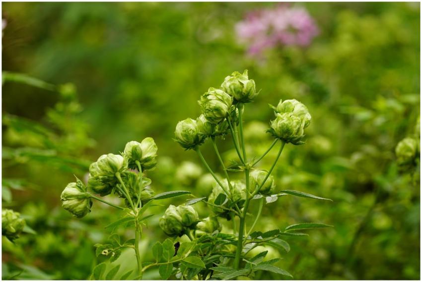 A detailed shot of vibrant green buds in a lush me