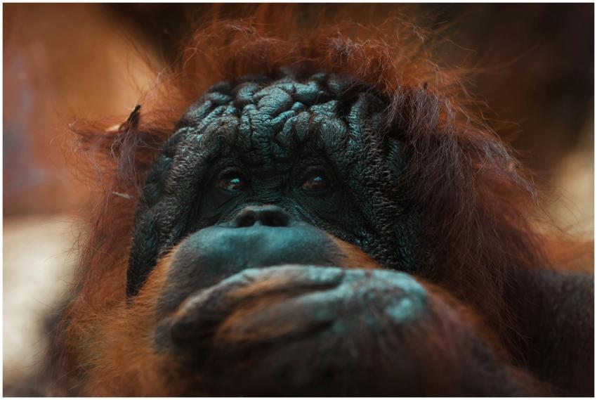 Close-up portrait of an orangutan gazing thoughtfu