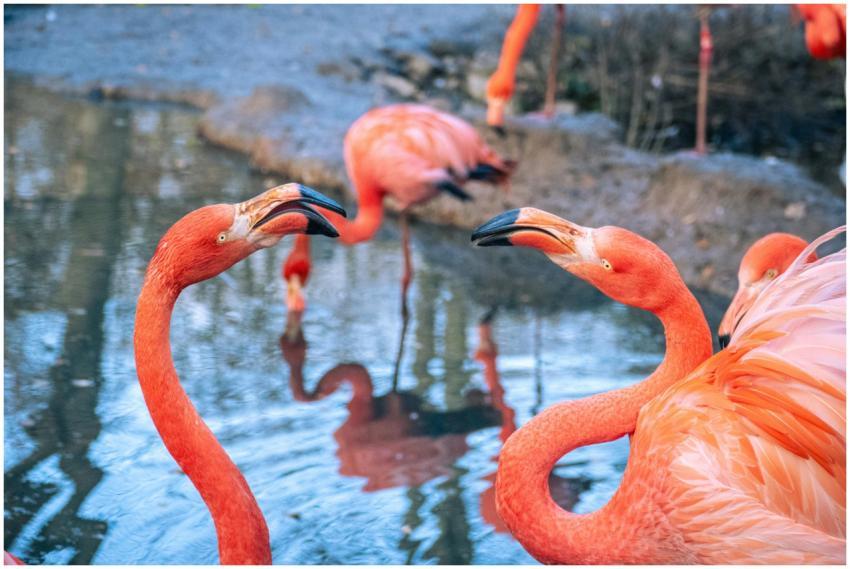 Colorful flamingos interact by a tranquil pond in