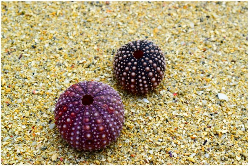 Close-up shot of violet sea urchins on sandy beach