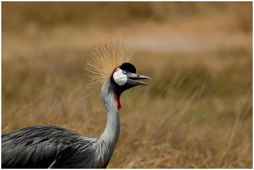 A stunning grey crowned crane (Balearica regulorum