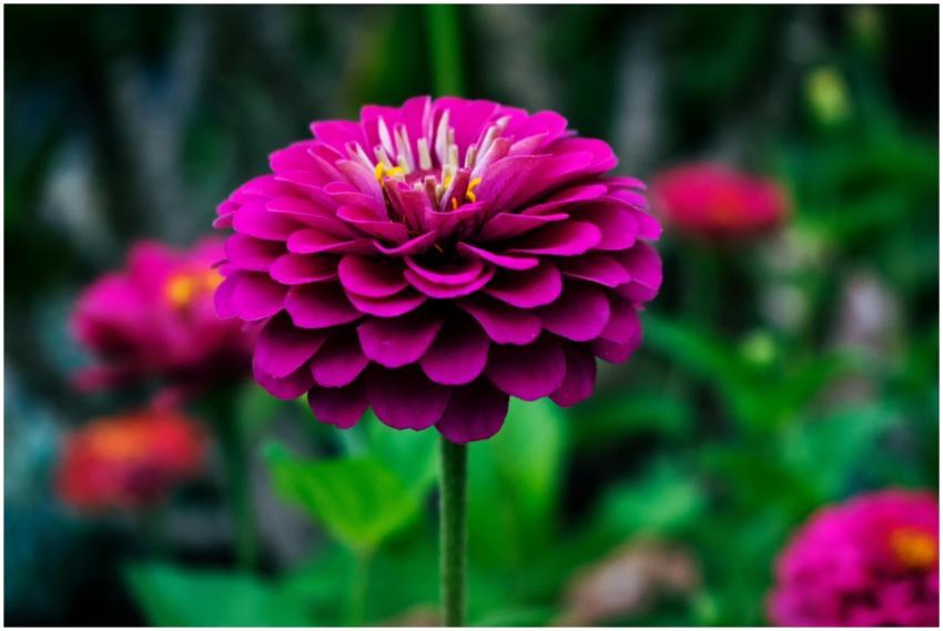 A striking close-up of a pink dahlia flower with l