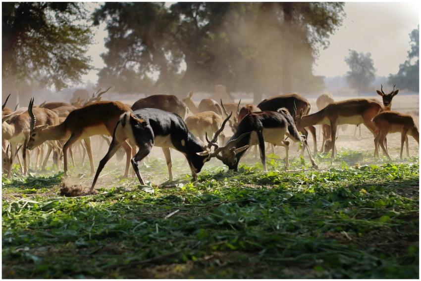 A herd of antelopes grazing in a sunlit, rural fie