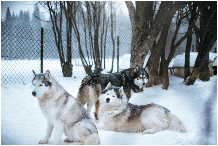 Three beautiful Siberian huskies relaxing in a sno