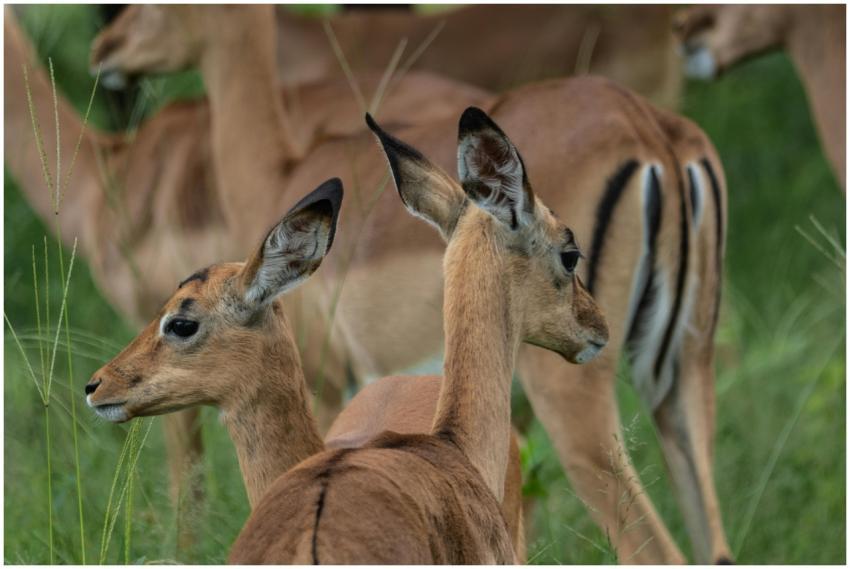 A group of young impalas in their natural habitat,