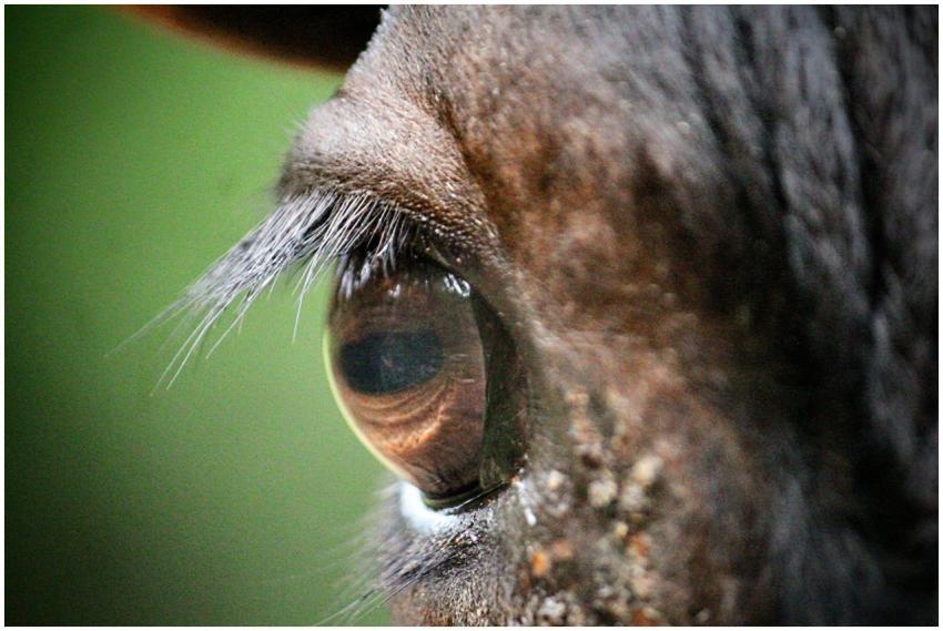 Close Up Horse S