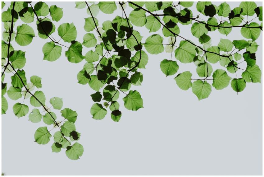 Vibrant green leaves with clear sky background, sh