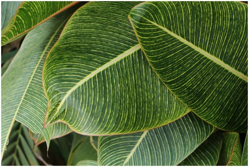 Detailed close-up of lush green leaves with striki