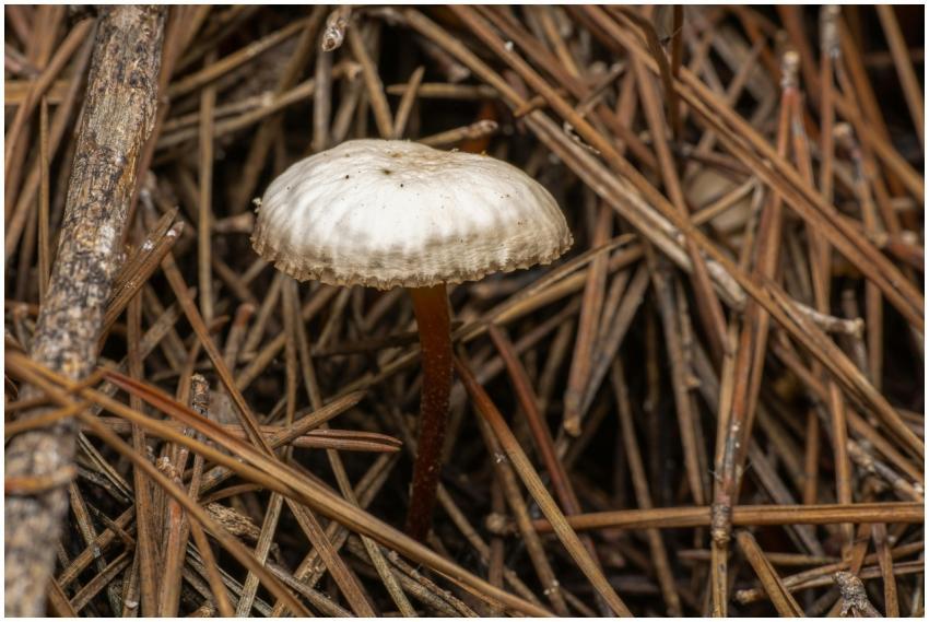 Detailed view of a Mycena mushroom nestled in a be