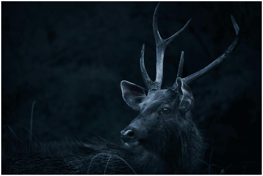 A captivating moody portrait of a Sambar deer with