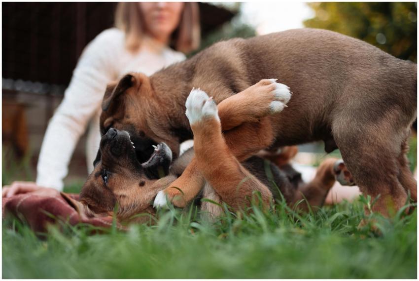 Two puppies playing energetically on a lawn, captu