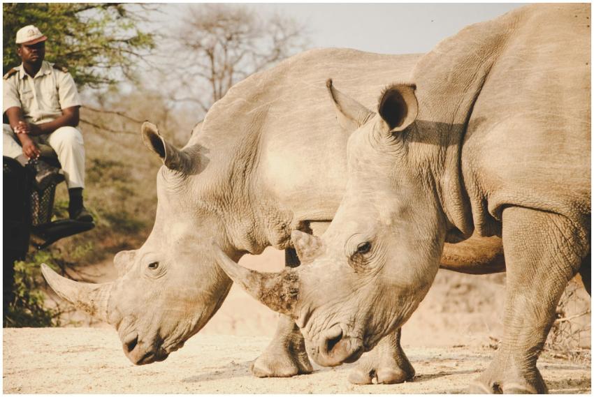 Two white rhinos grazing in a South African wildli