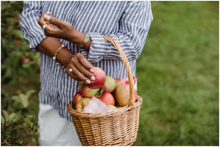 Woman harvesting apples in a rural orchard, showca