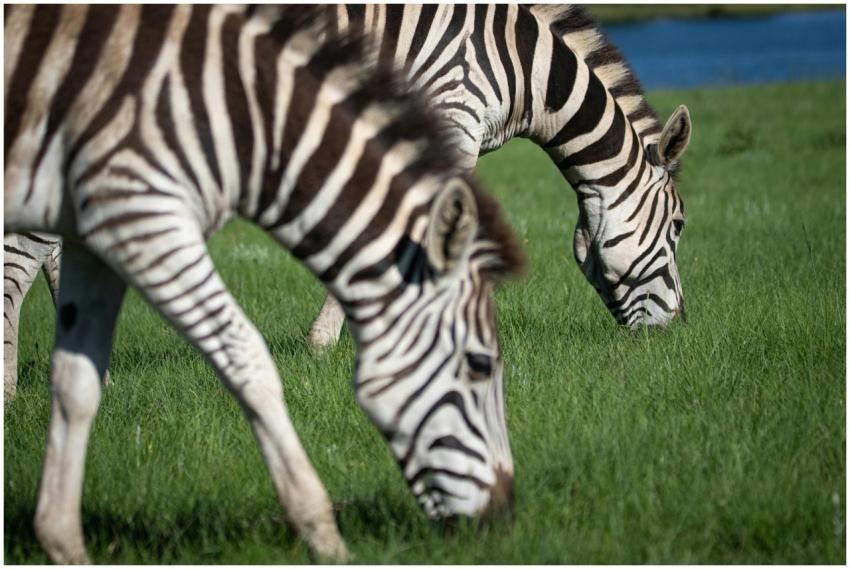 Close-up of zebras grazing in a lush green field i