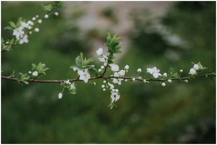 Close-up of white cherry blossoms on a branch, sym