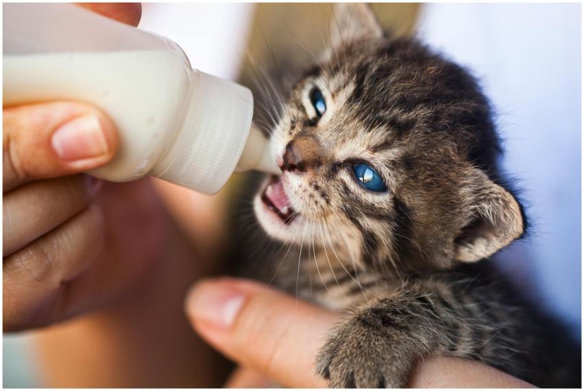 Close-up of a hand feeding milk to a tiny tabby ki
