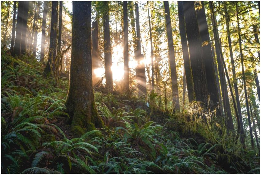 Beautiful forest scene with sunrays streaming thro