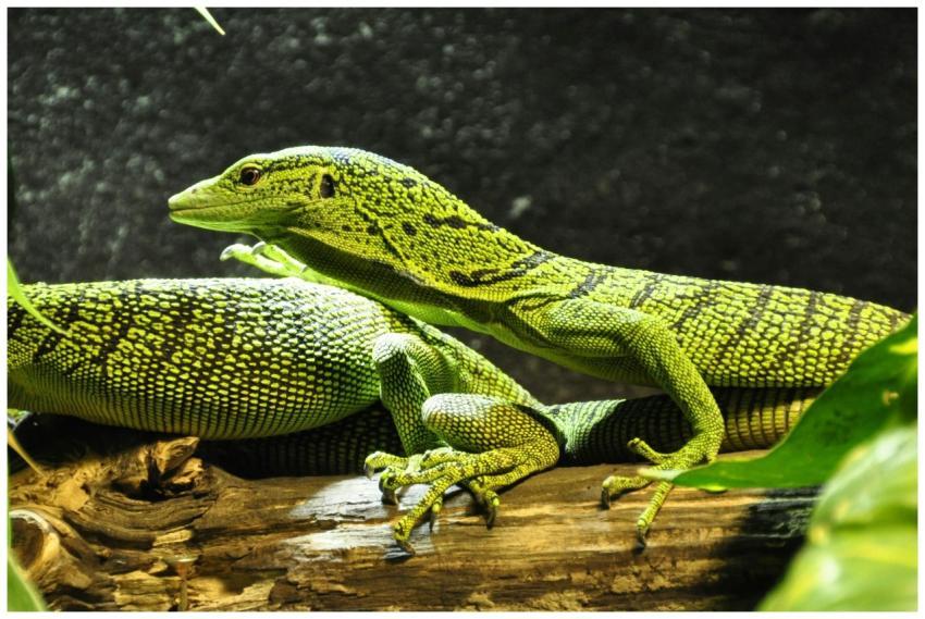 Vibrant close-up of a green tree monitor lizard re
